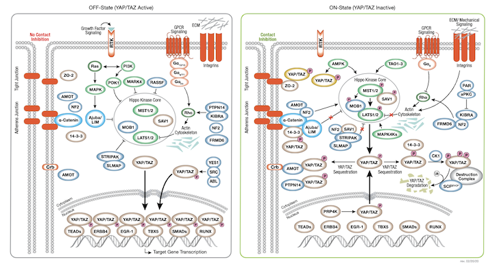 Targeting The YAP/TAZ-TEAD Signaling Pathway In Cancer Research